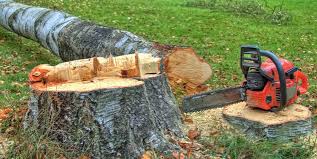 Best Tree Maintenance Programs  in Englewood, OH