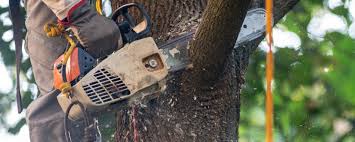 Best Tree Health Inspection  in Englewood, OH