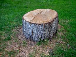 Best Hazardous Tree Removal  in Englewood, OH