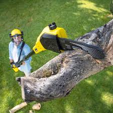Reliable Englewood, OH Tree Care Solutions