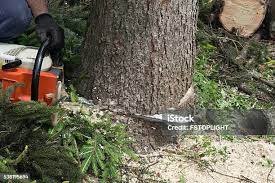 Best Fruit Tree Pruning  in Englewood, OH
