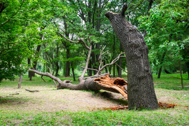 How Our Tree Care Process Works  in  Englewood, OH
