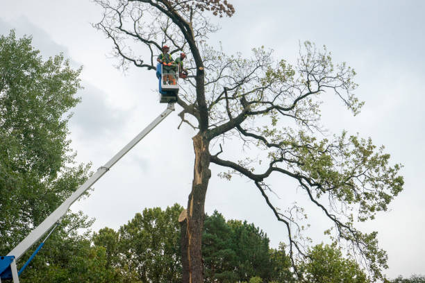 Best Tree Mulching  in Englewood, OH