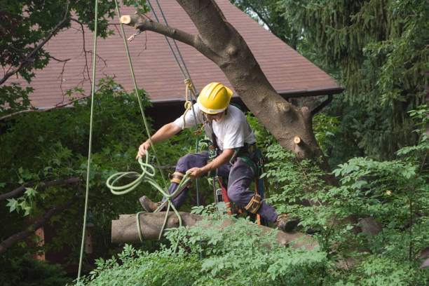 Best Commercial Tree Services  in Englewood, OH