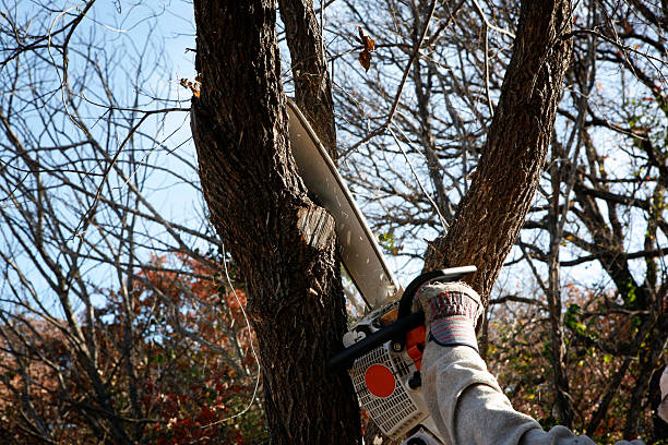 Best Stump Grinding and Removal  in Englewood, OH