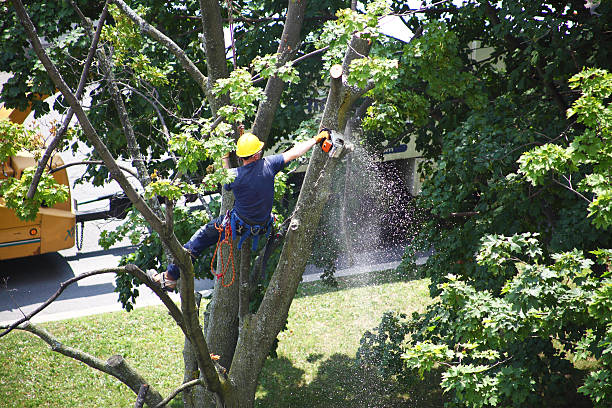 Best Lawn Watering Services  in Englewood, OH
