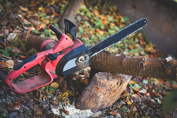 Best Lawn Disease Treatment  in Englewood, OH