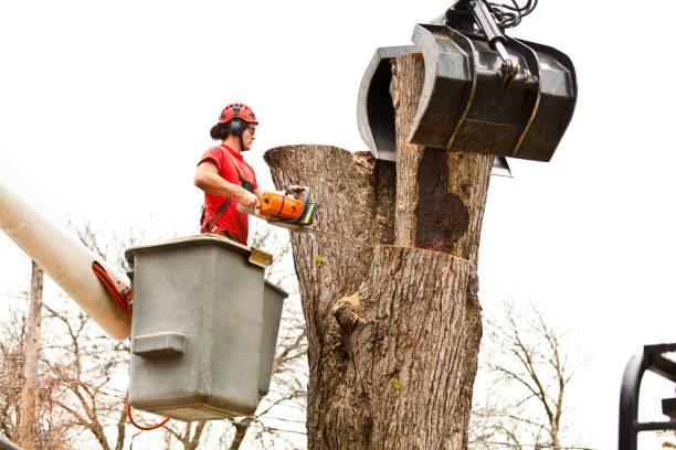 Best Tree Preservation Services  in Englewood, OH